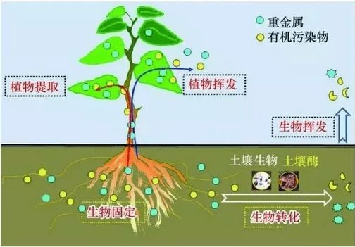 有機(jī)污染物